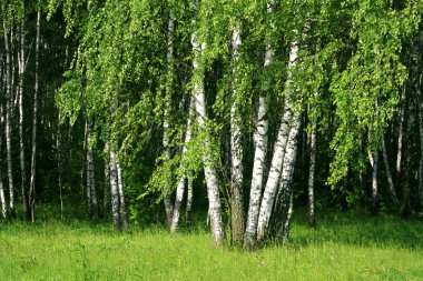 Birch trees clipart