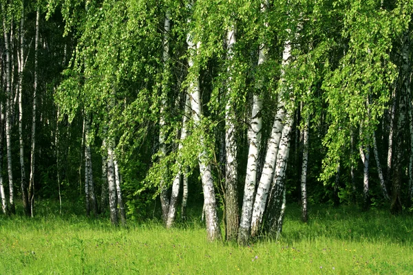 Drzewa brzoza — Zdjęcie stockowe