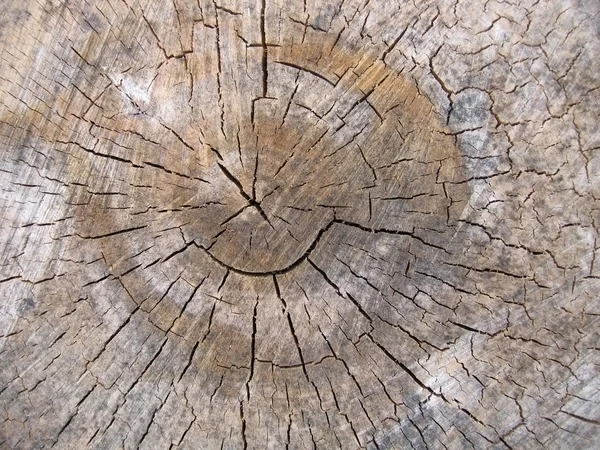 Stock image Old wood texture