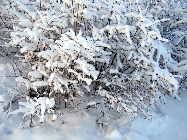 雪カバー — ストック写真