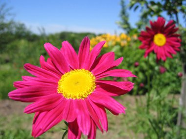 Beautiful pink flowers clipart