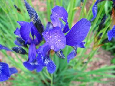 Iris flower with water drops clipart