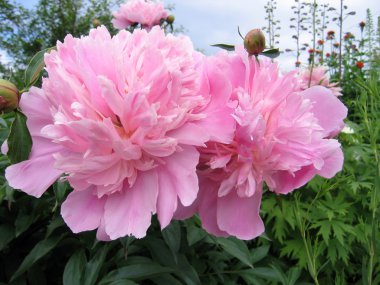 Pink flowers of peony clipart