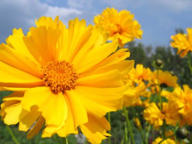 Beautiful yellow flowers clipart