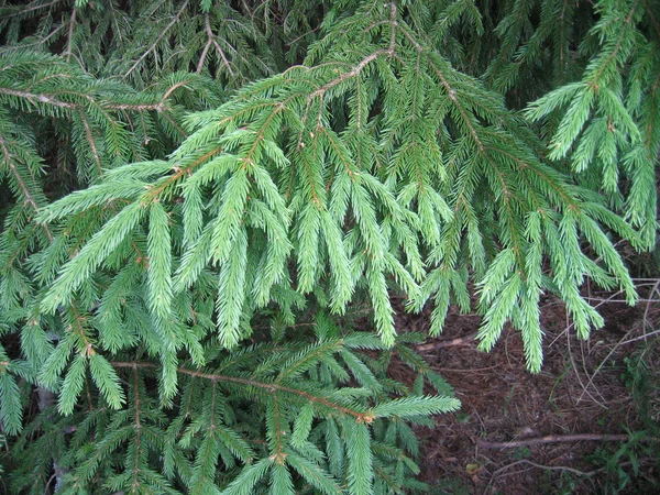 Fur tree branche — Stock Photo, Image