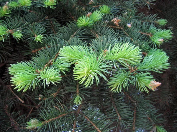 Pine branches with young runaways — Stock Photo, Image
