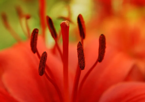 Detail krásné červené lilie — Stock fotografie