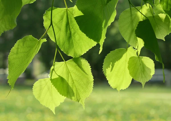 Свежие зеленые весенние листья светятся на солнце — стоковое фото