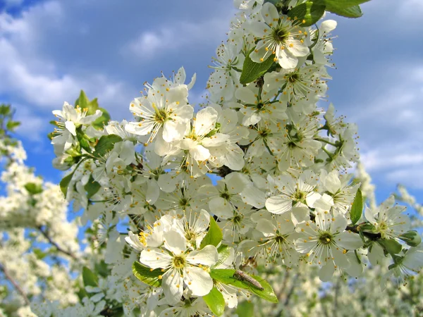 สาขาของต้นไม้ดอกไม้ — ภาพถ่ายสต็อก