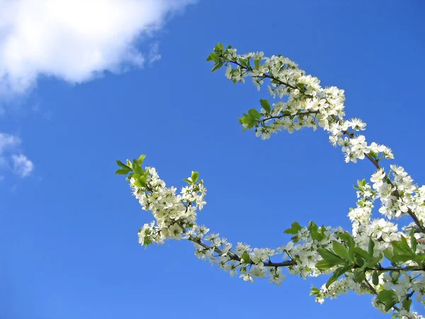 Branch of a blossoming tree — Stock Photo, Image
