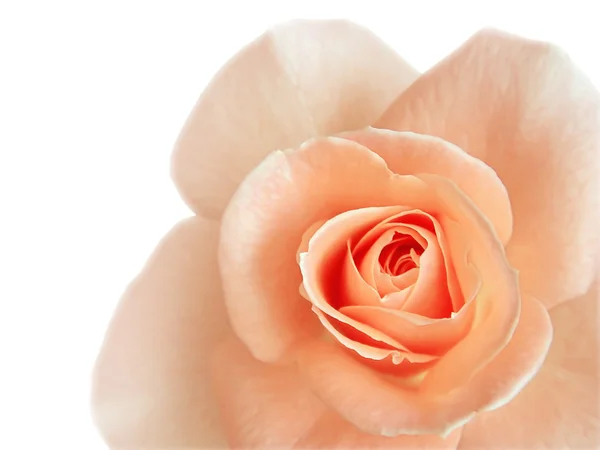 Фрагмент красивой розовой розы — стоковое фото