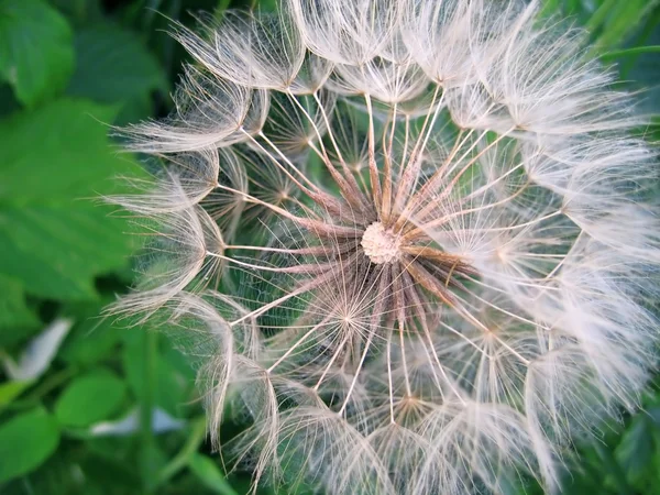 stock image Giant dandelion