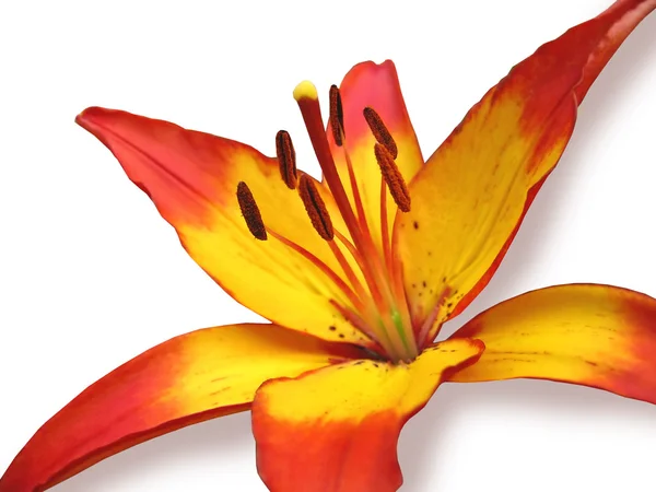 Närbild av lily flower isolerad på whit — Stockfoto