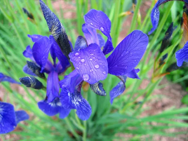 Iris blomma med vatten droppar — Stockfoto