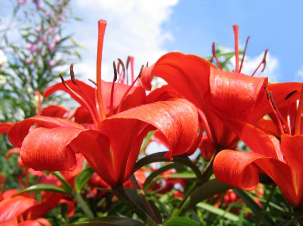 Beautiful red flowers — Stock Photo, Image