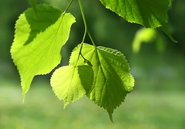 Čerstvé zelené jarní listy — Stock fotografie