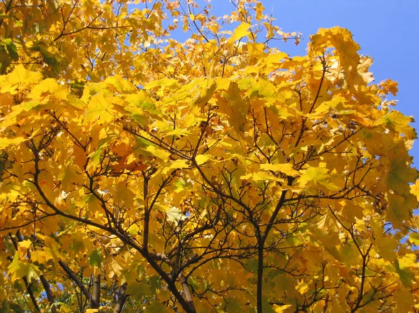 Jesienią drzewa na tle błękitnego nieba — Zdjęcie stockowe