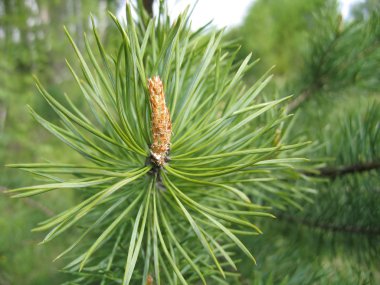 Coniferous tree branch with cone sprout clipart