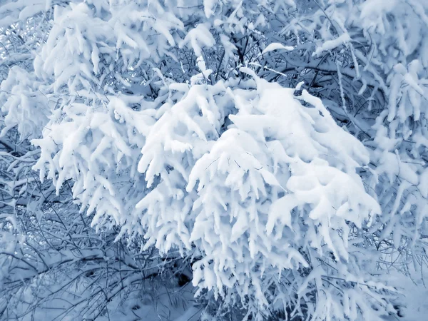 Sněhová pokrývka — Stock fotografie