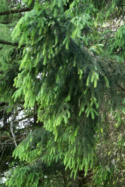 Futro branche drzewo — Zdjęcie stockowe