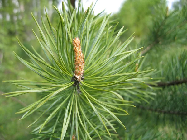 Ramo de árvore conífera com broto de cone — Fotografia de Stock