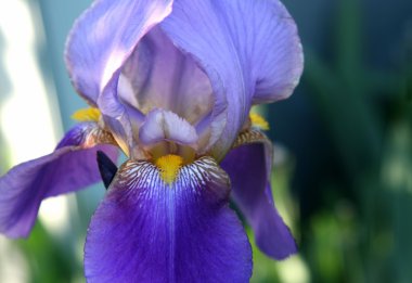 Close-up of beautiful iris flower clipart