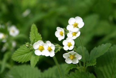 Wild strawberry flowers clipart