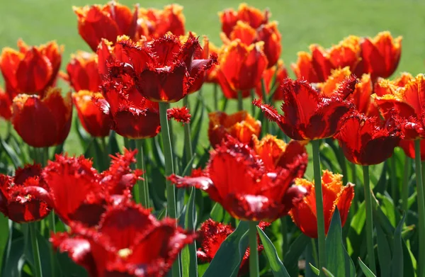 stock image Beautiful red tulips