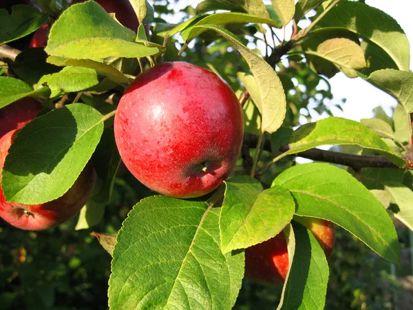 Zweig mit rotem Apfel — Stockfoto