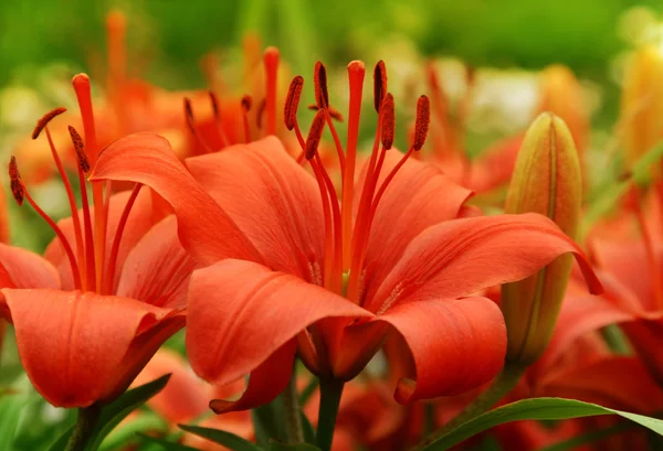 Schöne rote Lilie — Stockfoto
