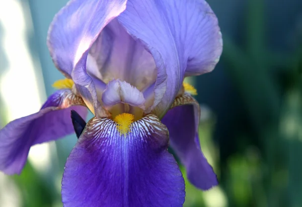 Primer plano de la hermosa flor del iris — Foto de Stock
