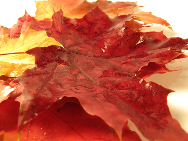 美しい色の秋の葉 — ストック写真