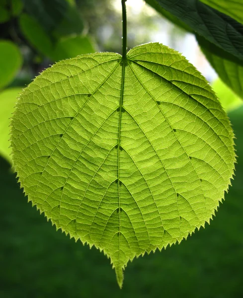 stock image Green leaf