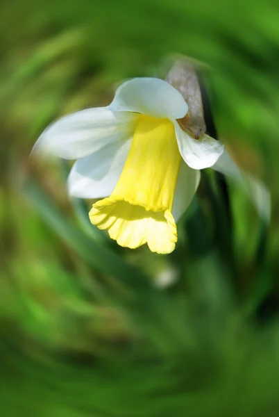 Красивые нарциссы (Narcissus ) — стоковое фото
