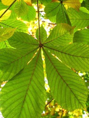 Autumn leaves of a chestnut clipart