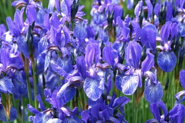 Beautiful iris flowers clipart