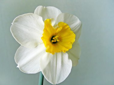 Çiçek beyaz nergis (narcissus)