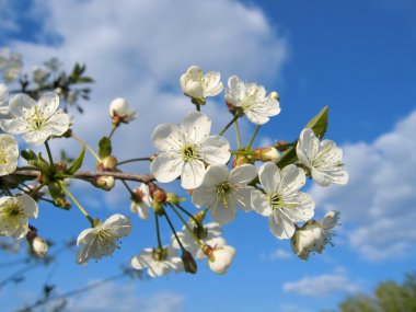 Branch of a blossoming tree clipart