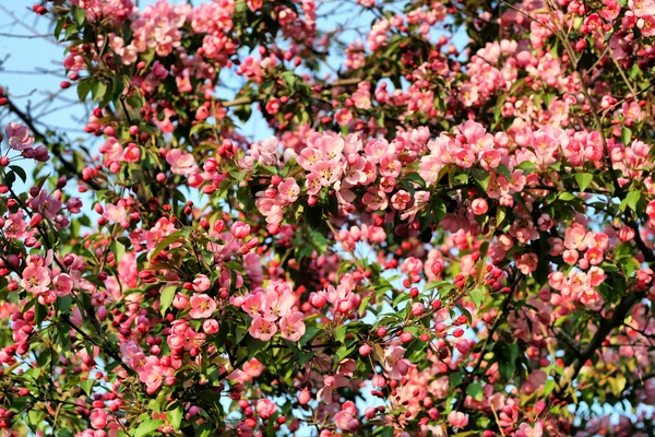 stock image Branch of a blossoming tree