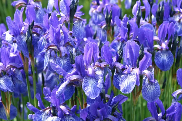 Beautiful iris flowers — Stock Photo, Image