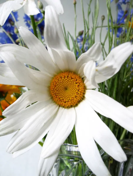 Beautiful big chamomile — Stock Photo, Image