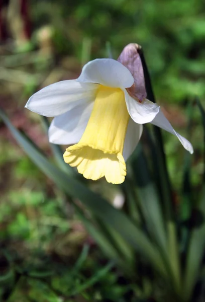 Vackra påskliljor (Narcissus) — Stockfoto