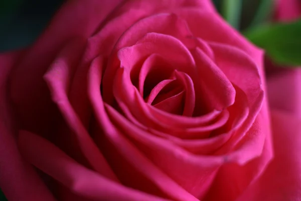Fiore di bella rosa — Foto Stock