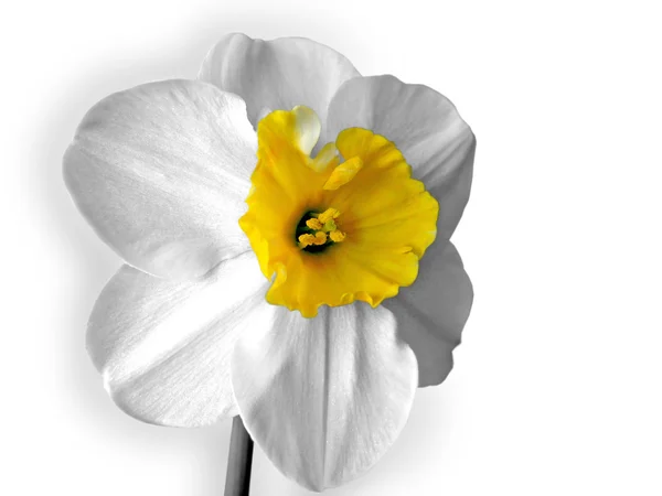 Narcisy (Narcissus) izolované na bílém — Stock fotografie