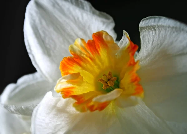 Closeup nergis (Narcissus) çiçek — Stok fotoğraf