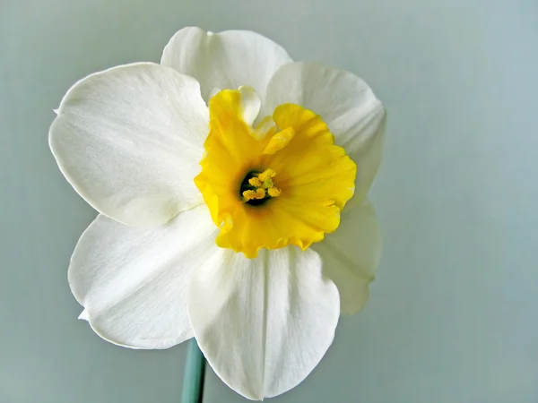 Flower of white daffodils (narcissus) — Stock Photo, Image