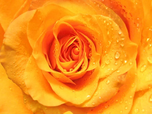 Τριαντάφυλλο με νερό πέφτει φόντο — Φωτογραφία Αρχείου