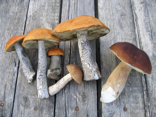 Едят грибы — стоковое фото