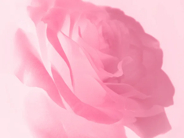 Delikatny różowy tło róża — Zdjęcie stockowe