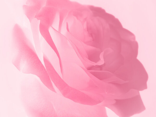Close-up picture of gentle pink rose background